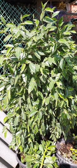 Фикус бенджамина большой