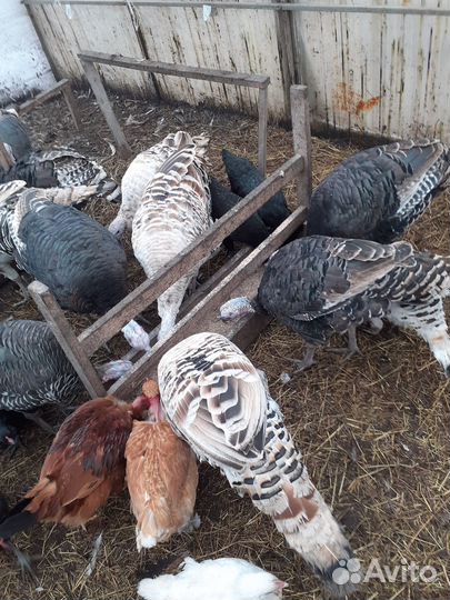 Индюшата, цесарята, инк.яйцо амерауканов, козлята