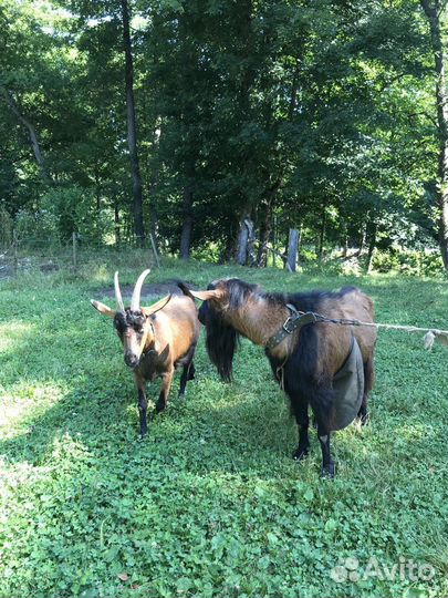 Козел Чешский