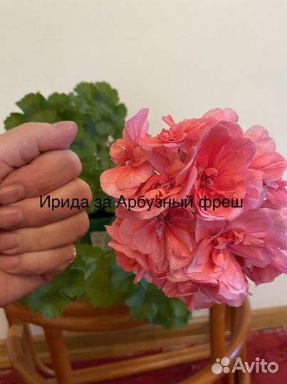 Пеларгонии