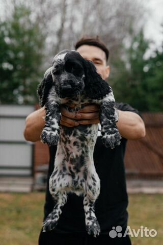 Собака русский спаниель 2 месяца объявление продам
