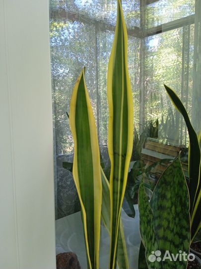 Сансевиерия Натали (Silver Clone)