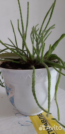 Герани,кактус, декабрист и шикарные бегонии