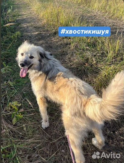 Друг для семьи,очень добрый