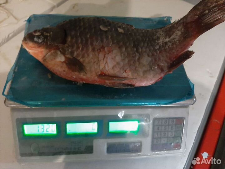 Карась крупный (рыба)