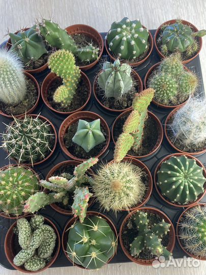 Комнатные цветы кактус эчеверия