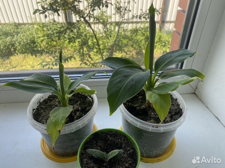 Банановая пальма