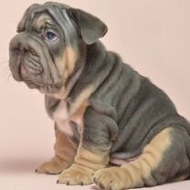 Французский бульдог, щенок