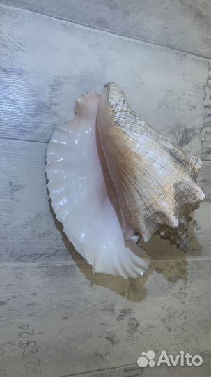 Морские раковины