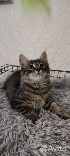 Котенок мальчик