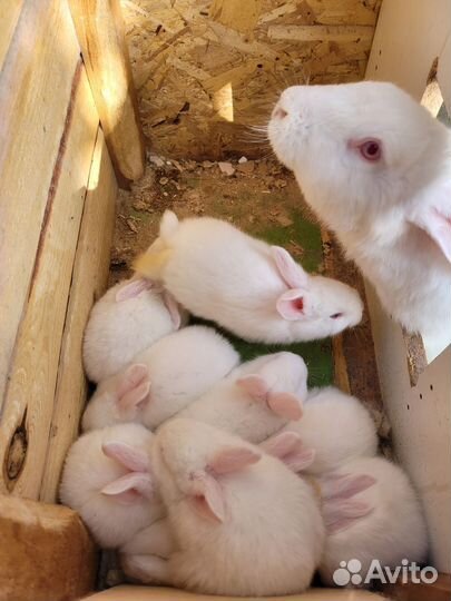 Крольчата панон