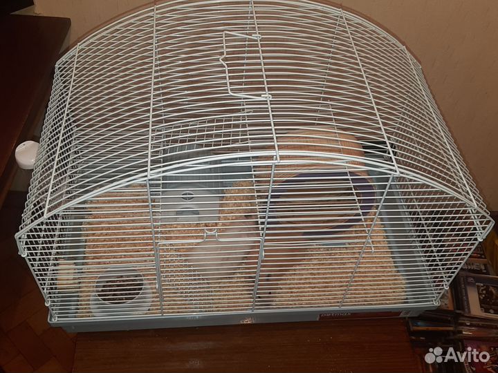 Сирийский хомяк