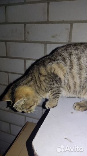 Кошки в добрые руки