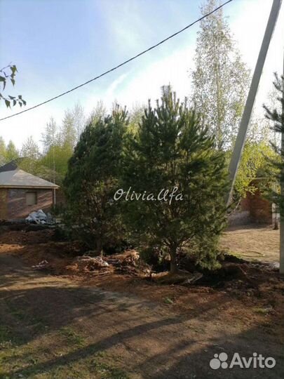 Крупномеры ель, сосны