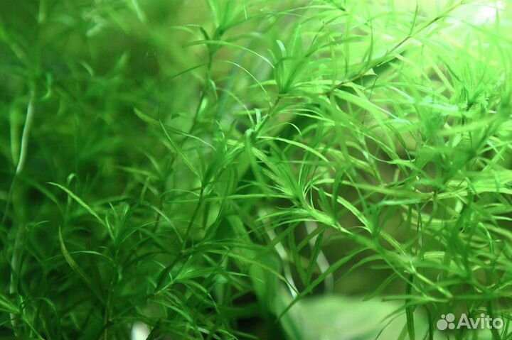 Аквариумные растения