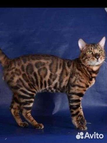 Бенгальские котята