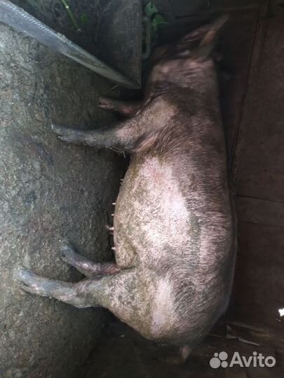 Свиноматки породы Ландрас