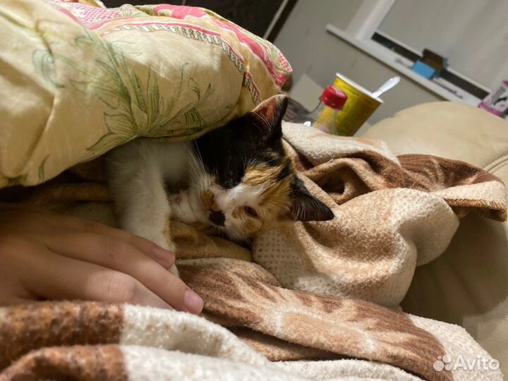 Кошка в добрые руки