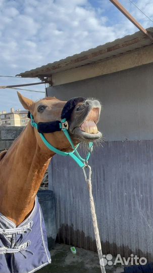 Продаю недоуздок