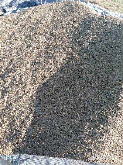 Ячмень 2023 г