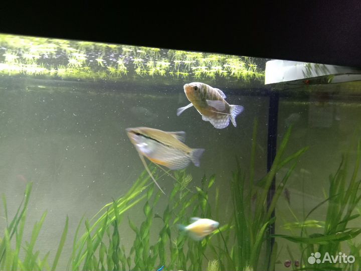 Гурами мраморный и жемчужный