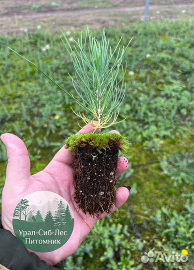 Сеянцы зкс Сосна окс Ель Лиственница Горная