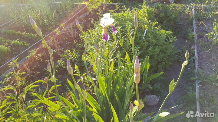 Ирисы луковицы