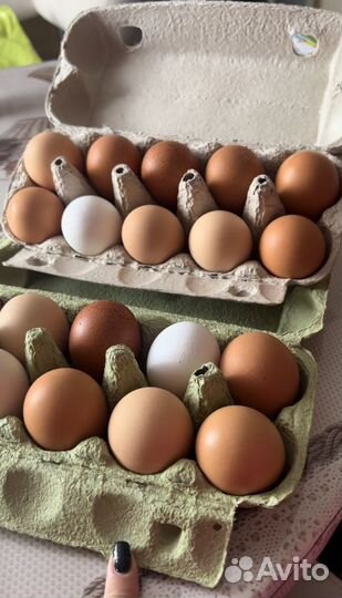 Яйца куриные домашние