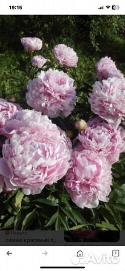 Пионы саженцы