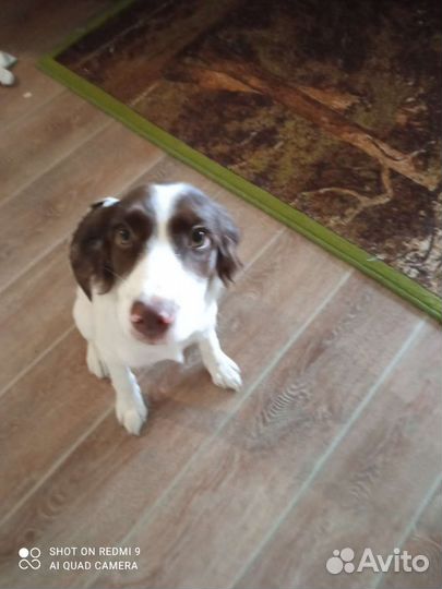 Русский спаниель