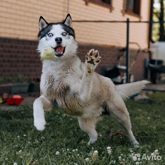 Хаски выкинули хозяева