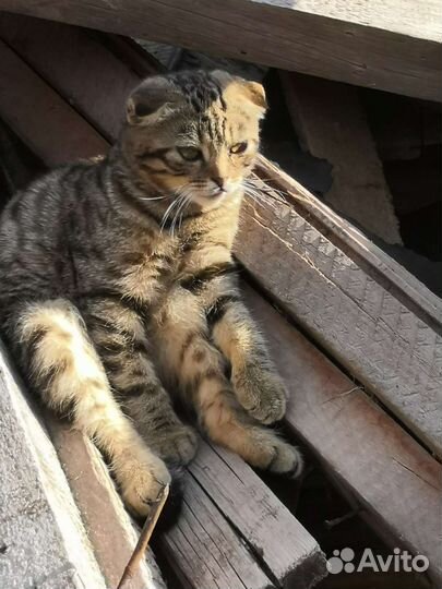 Кошка в дар бесплатно