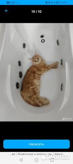 Резерв на котят