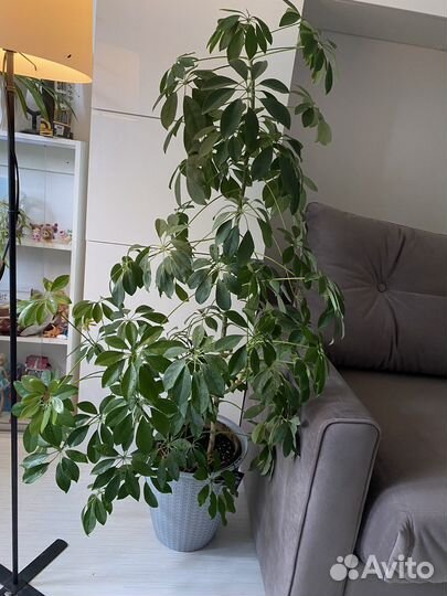 Шефлера 170 см