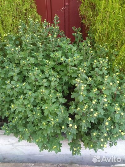 Хризантема