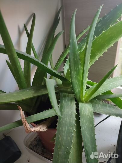 Алоэ вера растение