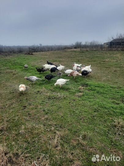 Яйцо индейки