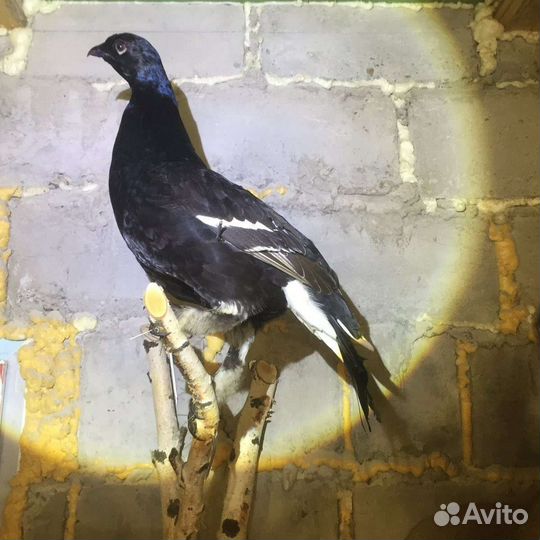 Изготовление чучел животных