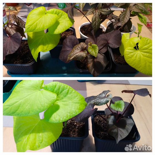 Продам ипомею батат