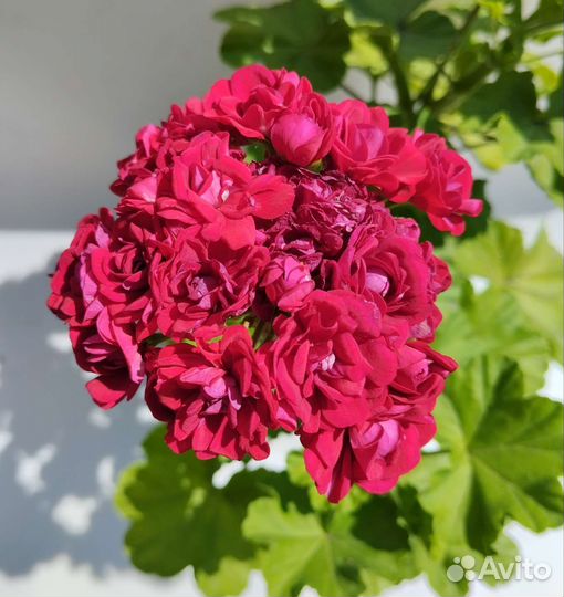 Пеларгония (герань)