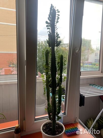 Молочай трехгранный