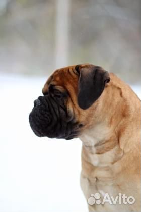 Щенки бульмастифа