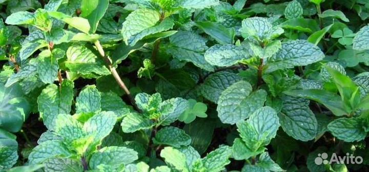 Деленки мяты ментоловой, мелиссы лимонной, шнитт л