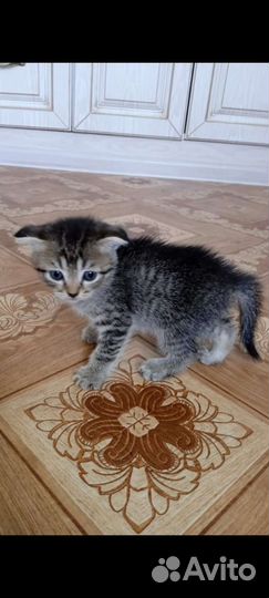 Кошки бесплатно