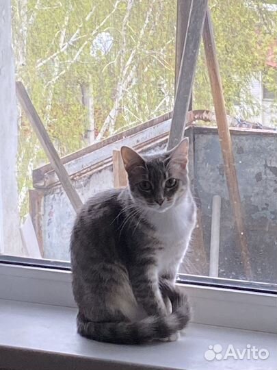 Отдам котенка в добрые руки