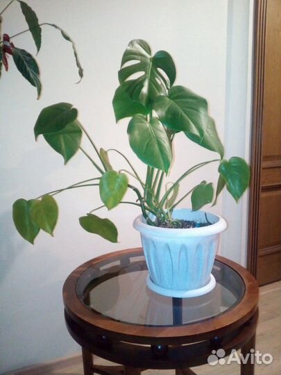 Монстера, кротон, юкка, спатифилиум, фиалка