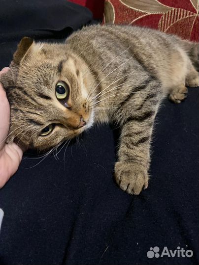 Кошка в заботливые руки