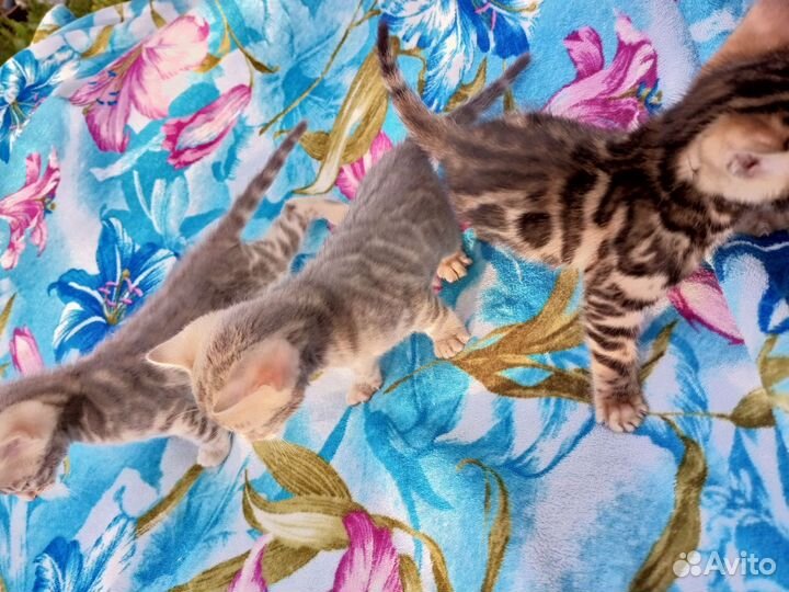 Бенгальские котята