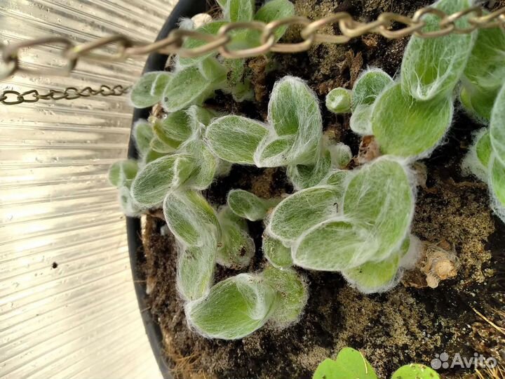 Комнатные растения номер 6