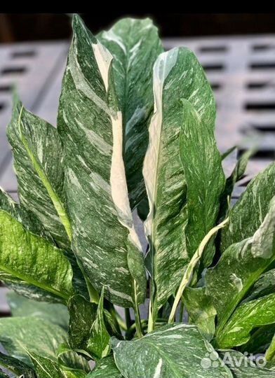 Спатифиллум Домино,фикус Тинеке